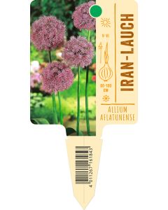 Allium aflatunense, Bildstecketikett VS