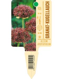 Allium atropurpureum, Bildstecketikett VS
