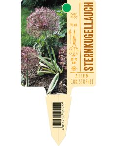 Allium christophii, Bildstecketikett VS