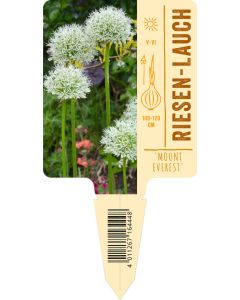 Allium Hybride 'Mount Everest' VS