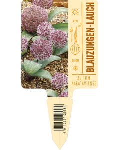 Allium karataviense VS