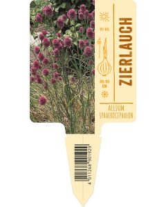 Allium sphaerocephalon VS