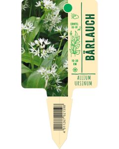 Allium ursinum, Bildstecketikett VS