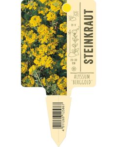 Alyssum montanum 'Berggold', Bildstecketikett VS: