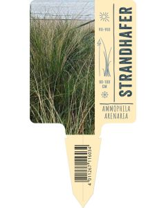 Ammophila arenaria Bildstecketikett VS