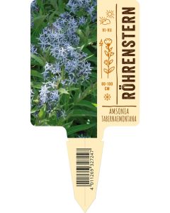 Amsonia tabernaemontana VS