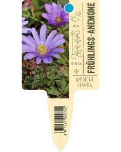 Anemoneblanda, Bildstecketikett VS: