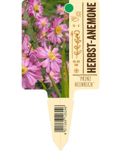 Anemone japonica 'Prinz Heinrich', Bildstecketikett VS