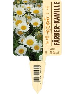 Anthemis tinctoria 'Sauce Hollandaise' VS