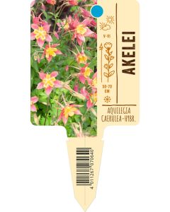 Aquilegia Caerulea-Hybr., Bildstecketikett VS