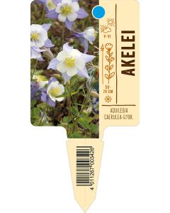 AquilegiaCaerulea-Hybr., Bildstecketikett VS: