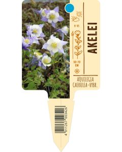 Aquilegia Caerulea-Hybride, Bildstecketikett VS
