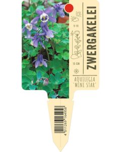 Aquilegia flabellata 'Mini Star', Bildstecketikett VS: