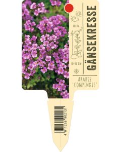 Arabis caucasica 'Compinkie', Bildstecketikett VS: