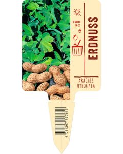 Arachis hypogaea, Bildstecketikett VS