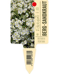 Arenariamontana, Bildstecketikett VS: