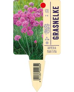 Armeriamaritima, Bildstecketikett VS: