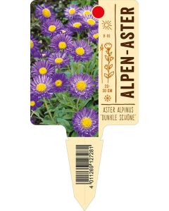 Aster alpinus 'Dunkle Sch?ne', Bildstecketikett VS: