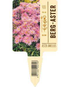 Aster amellus rosa VS