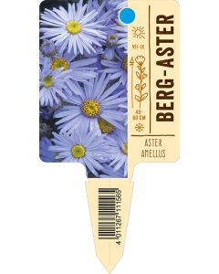 Asteramellus, Bildstecketikett VS: