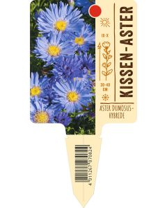 Aster Dumosus-Hybride, Bildstecketikett VS