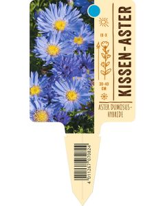 Aster Dumosus-Hybride, Bildstecketikett VS