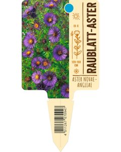 Aster novae-angliae, Bildstecketikett VS