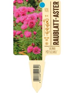 Aster novae-angliae 'Alma Pötschke', Bildstecketikett VS