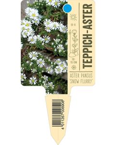 Aster pansus 'Snow Flurry', Bildstecketikett VS: