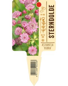 Astrantia major 'Rubra', Bildstecketikett VS: