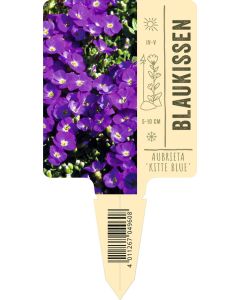 Aubrieta Hybr. 'Kitte Blue', Bildstecketikett VS: