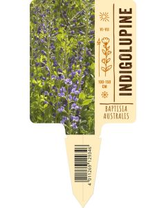 Baptisia australis, Bildstecketikett VS