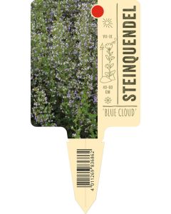 Calamintha nepeta 'Blue Cloud', Bildstecketikett VS: