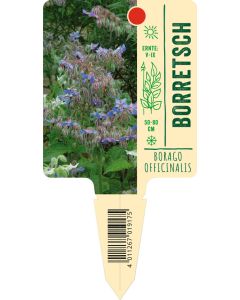 Borago officinalis, Bildstecketikett VS