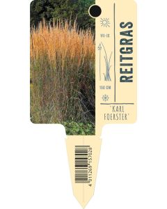 Calamagrostis x acutiflora 'Karl Foerster', Bildstecketikett VS