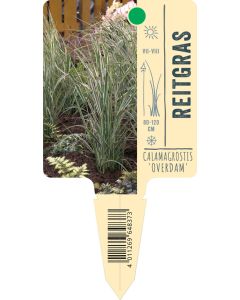 Calamagrostis x acutiflora 'Overdam', Bildstecketikett VS