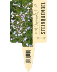 Calamintha nepeta 'Triumphator', Bildstecketikett VS: