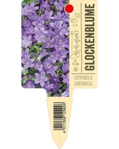 Campanulagarganica, Bildstecketikett VS: