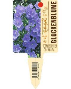 Campanula persicifolia 'Grandiflora Coerulea', Bildstecketikett VS