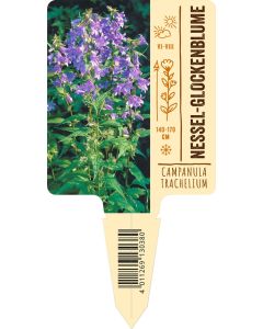 Campanula trachelium h'violett VS