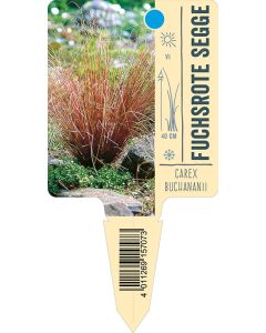 Carexbuchananii, Bildstecketikett VS: