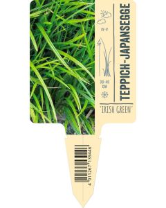 Carex foliosissima 'Irish Green' VS