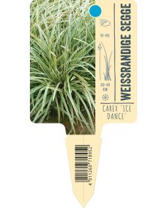 Carex morrowii 'Ice Dance', Bildstecketikett VS