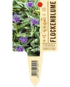 Centaurea montana 'Grandiflora', Bildstecketikett VS