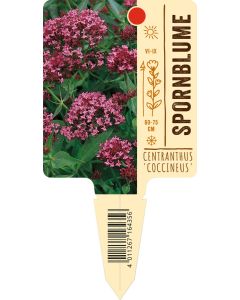 Centranthus ruber 'Coccineus', Bildstecketikett VS