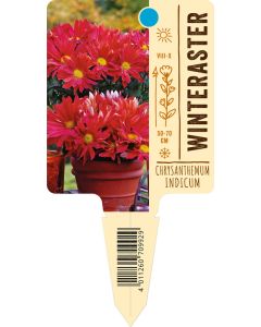 ChrysanthemumIndicum-Hybride, Bildstecketikett VS: