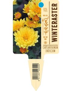 Chrysanthemum Indicum, Bildstecketikett VS