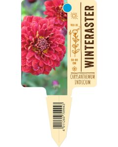 Chrysanthemum Indicum, Bildstecketikett VS