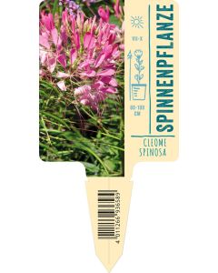 Cleome spinosa, Bildstecketikett VS