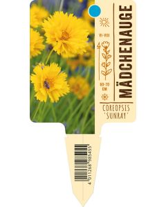 Coreopsis grandiflora 'Sunray', Bildstecketikett VS